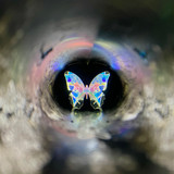 Turn the object cell to see the pattern on the wings change!