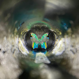 Turn the object cell to see the pattern on the wings change!