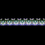 Iris of Peggy's Garden Iris of Peggy's Garden