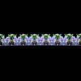 Iris of Peggy's Garden Iris of Peggy's Garden