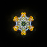 Daffodil of Peggy's Garden