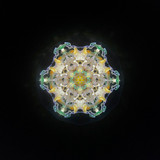 Daffodil of Peggy's Garden