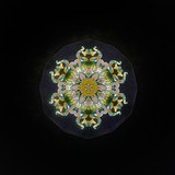 Daffodil of Peggy's Garden