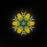 Daffodil of Peggy's Garden