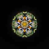 Daffodil of Peggy's Garden