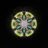 Daffodil of Peggy's Garden