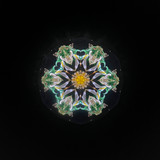 Daffodil of Peggy's Garden