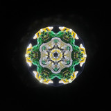 Daffodil of Peggy's Garden