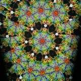 Wildflower