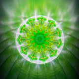 Midori