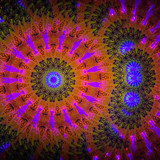 Shot under UV Black Light Shot under UV Black Light