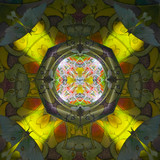 Luna Moth - Tetrahedron Parlor (1/25)