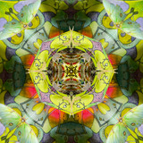 Luna Moth - Tetrahedron Parlor (1/25)