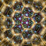 Flashlight moved along the body to illuminate golden-orange bursts of color!