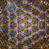 Flashlight moved along the body to illuminate golden-orange bursts of color!