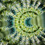 Bright Silver - Green, Yellow, Black