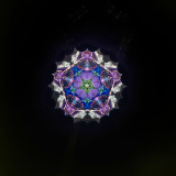 Hummingbird's Paradise