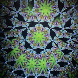 Chromatic Bloom