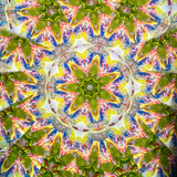 In Bloom #1