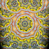 In Bloom #1
