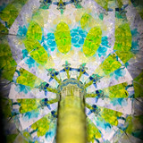 Green Tit