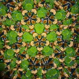 Maple - Orange/Green