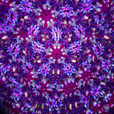 Maple - Purple/Pink