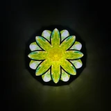 Daisy On The Hill (Y)