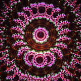 Rosette