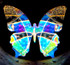 Morpho