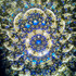 A Carousel (E1)