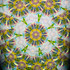 In Bloom #1