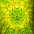 Yellow Tit