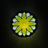 Daisy On The Hill (Y)