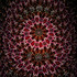 Rosette