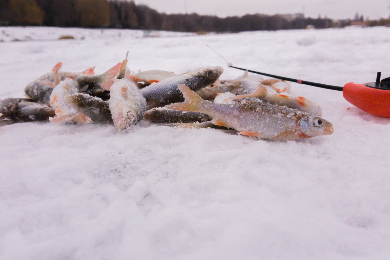 Ice Fishing Tips for Using Augers : Drilling Ice Fishing Test