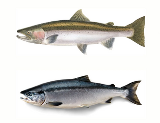 Salmon and Steelhead
