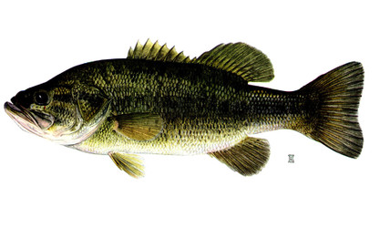 Bass Baits & Lures