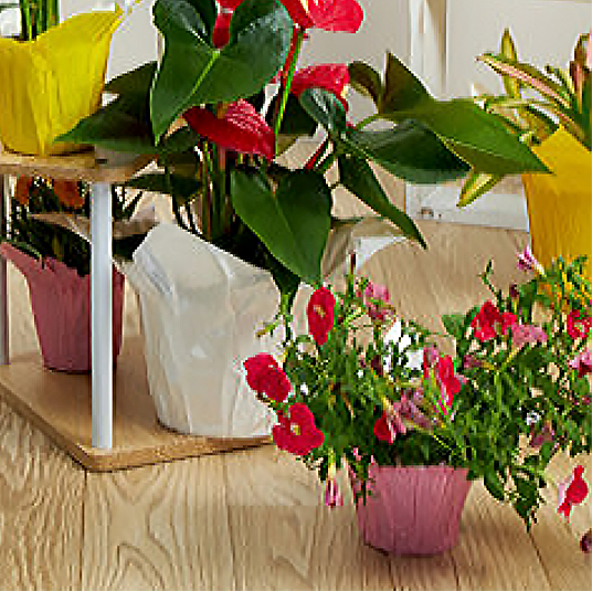 FORMAFLOR™ Pot Covers - Pearl