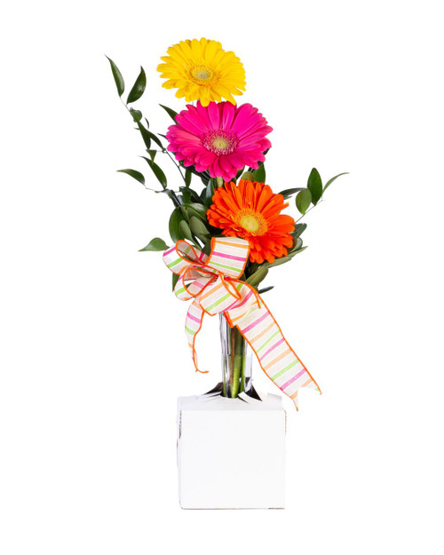 Automatic Pop-up Cardboard Vase Holder