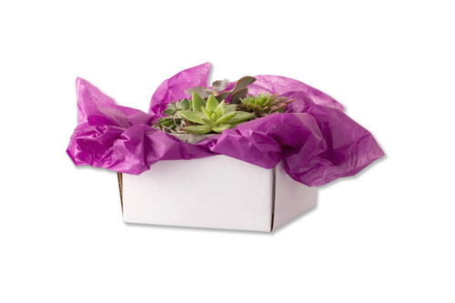 White Corrugated Floral Delivery Boxes and Trays