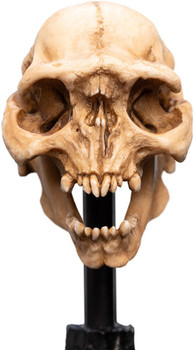 WETA Workshop The Lord of the Rings Trilogy Skull of a Moria Orc Polystone Statue