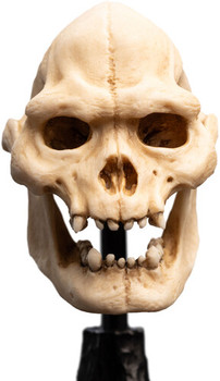 WETA Workshop The Lord of the Rings Trilogy Skull of Lurtz Polystone Statue