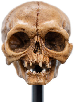 WETA Workshop The Lord of the Rings Trilogy Skull of Gollum Polystone Statue
