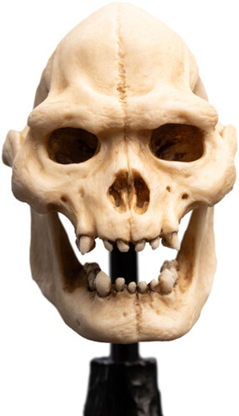 WETA Workshop The Lord of the Rings Trilogy Skull of Lurtz Polystone Statue