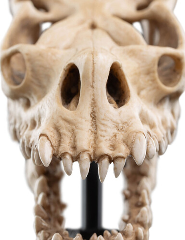 WETA Workshop The Lord of the Rings Trilogy Skull of a Fell Beast Polystone Statue