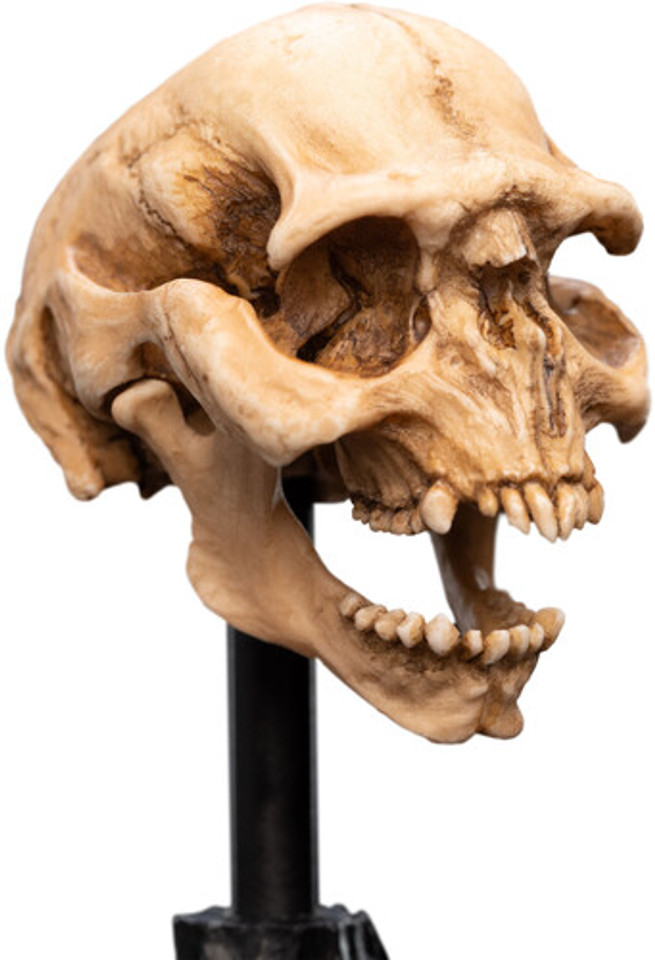 WETA Workshop The Lord of the Rings Trilogy Skull of a Moria Orc Polystone Statue WETA Workshop The Lord of the Rings Trilogy Skull of a Moria Orc Polystone Statue