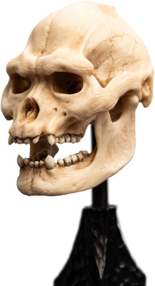 WETA Workshop The Lord of the Rings Trilogy Skull of Lurtz Polystone Statue