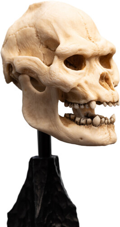 WETA Workshop The Lord of the Rings Trilogy Skull of Lurtz Polystone Statue