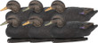 Zink Floater Decoys Black Duck - 6 Pack